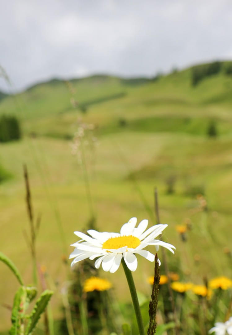 -TVB-Tiroler-Oberland-Kurt-Kirschner-Blumenwanderweg-Spiss-2018___16